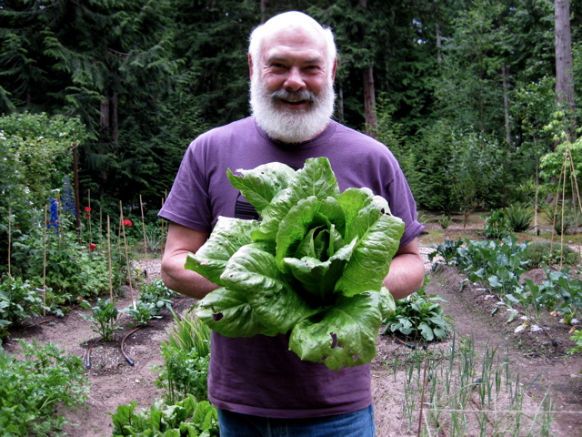 Lettuce For Lunch
