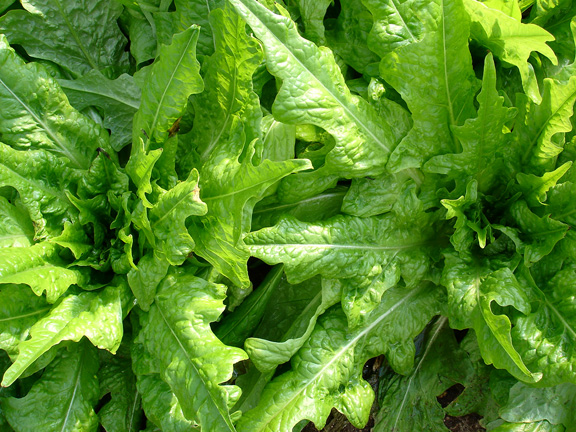 Lettuce