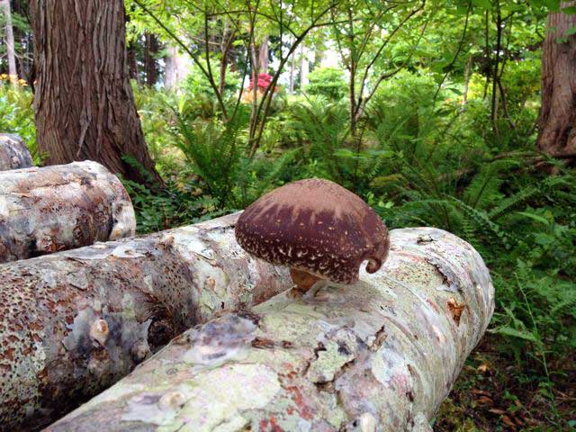 12 Closeup of Shiitake