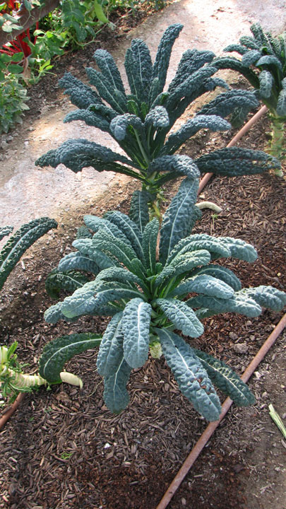 Kale & Collard Greens