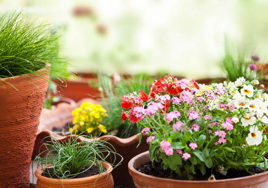 Houseplants