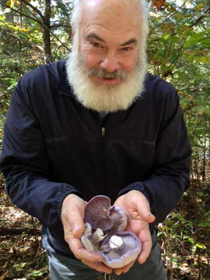 Blewits, or Blue Hats up close