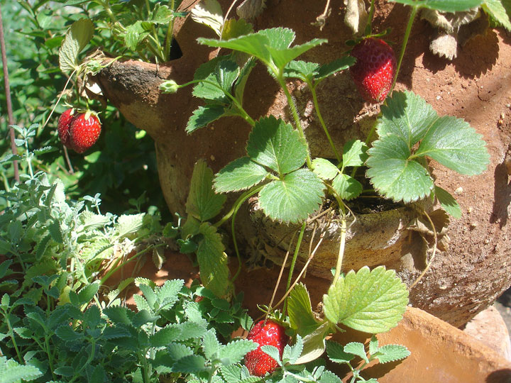 Strawberries