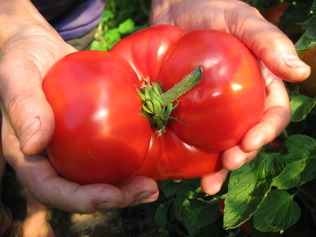 One Big Tomato