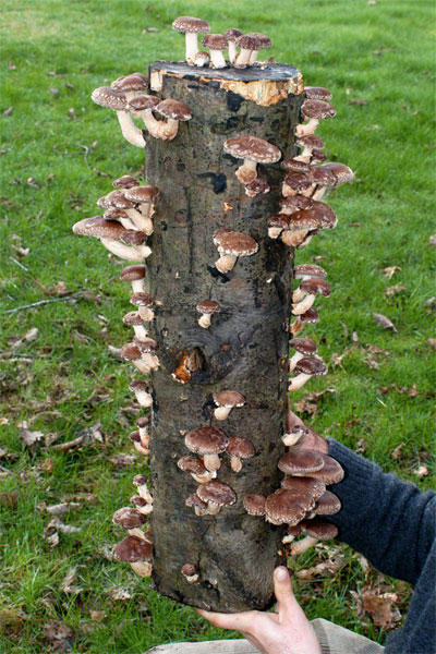 Shiitakes Growing on a Log