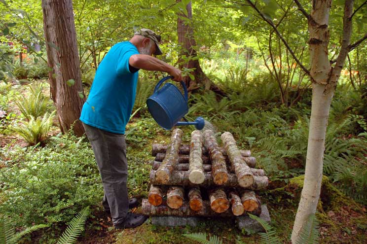 8 Watering Alder Logs