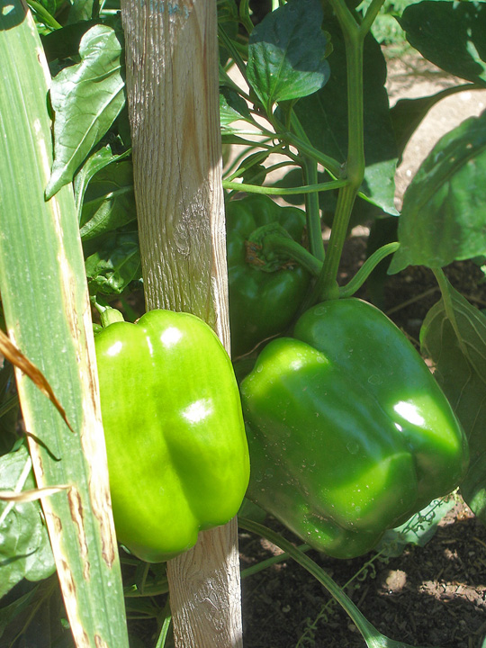 Sweet Bell Peppers