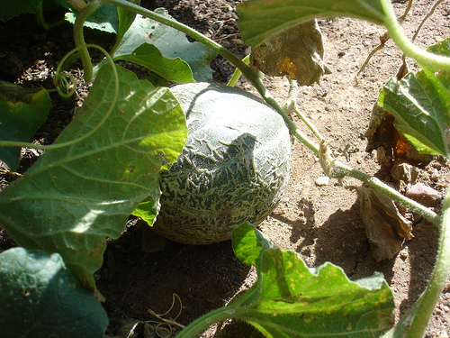 Canteloupe