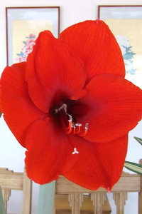 amaryllis inside