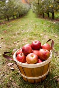 apples basket