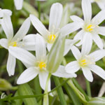 bach flower remedies star of bethlehem