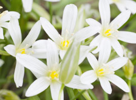 bach flower