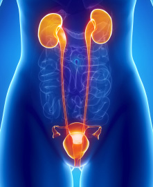 bladder_and_kidney_ART.jpg