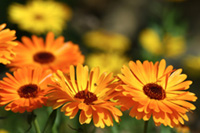 calendula marigold flowers