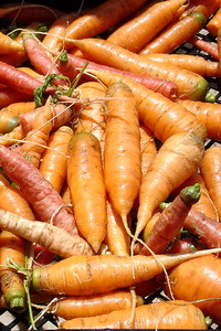 carrot resized inside