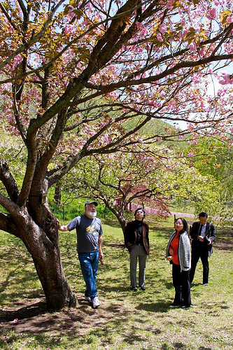 Cherry Blossoms, Sakura