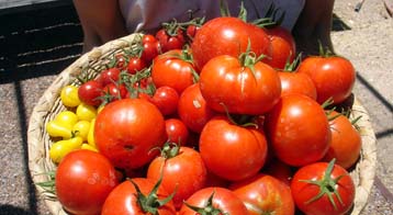 chromium for stable blood sugar tomatoes