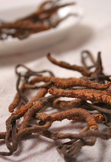 cordyceps cordyceps