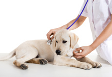 dog and vet