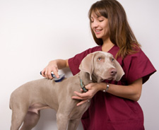 dog grooming
