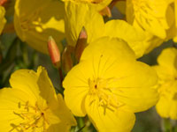 eczema evening primrose inside