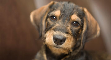 from shelter dog to pet mutt