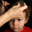 head lice boy comb inside