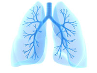 lungs