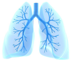 lungs