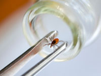lyme disease deer tick inside