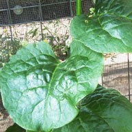 malabar spinach inside