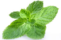 mint is for grownups spearmint tea inside