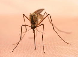 mosquito bite