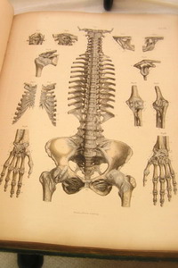 osteoporosis inside