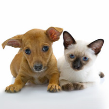 Cat Diseases Transmitted To Dogs Cat Diseases Transmitted To Dogs