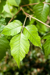 poison ivy