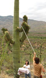 saguaro harvest harvesters inside