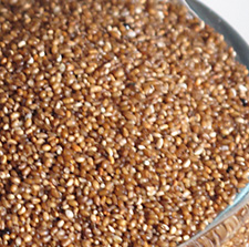 tef grain