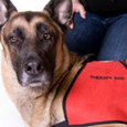 animal assisted therapy