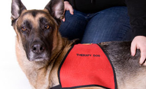 therapy dog