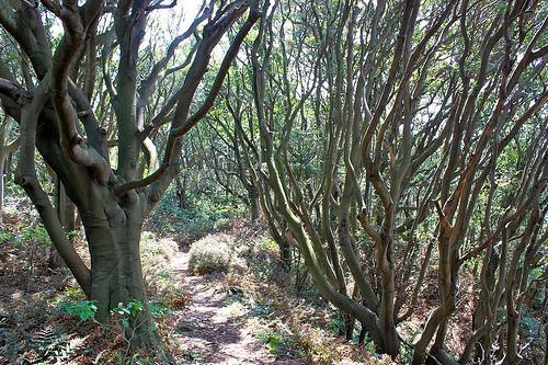 Yabunikkei Trees