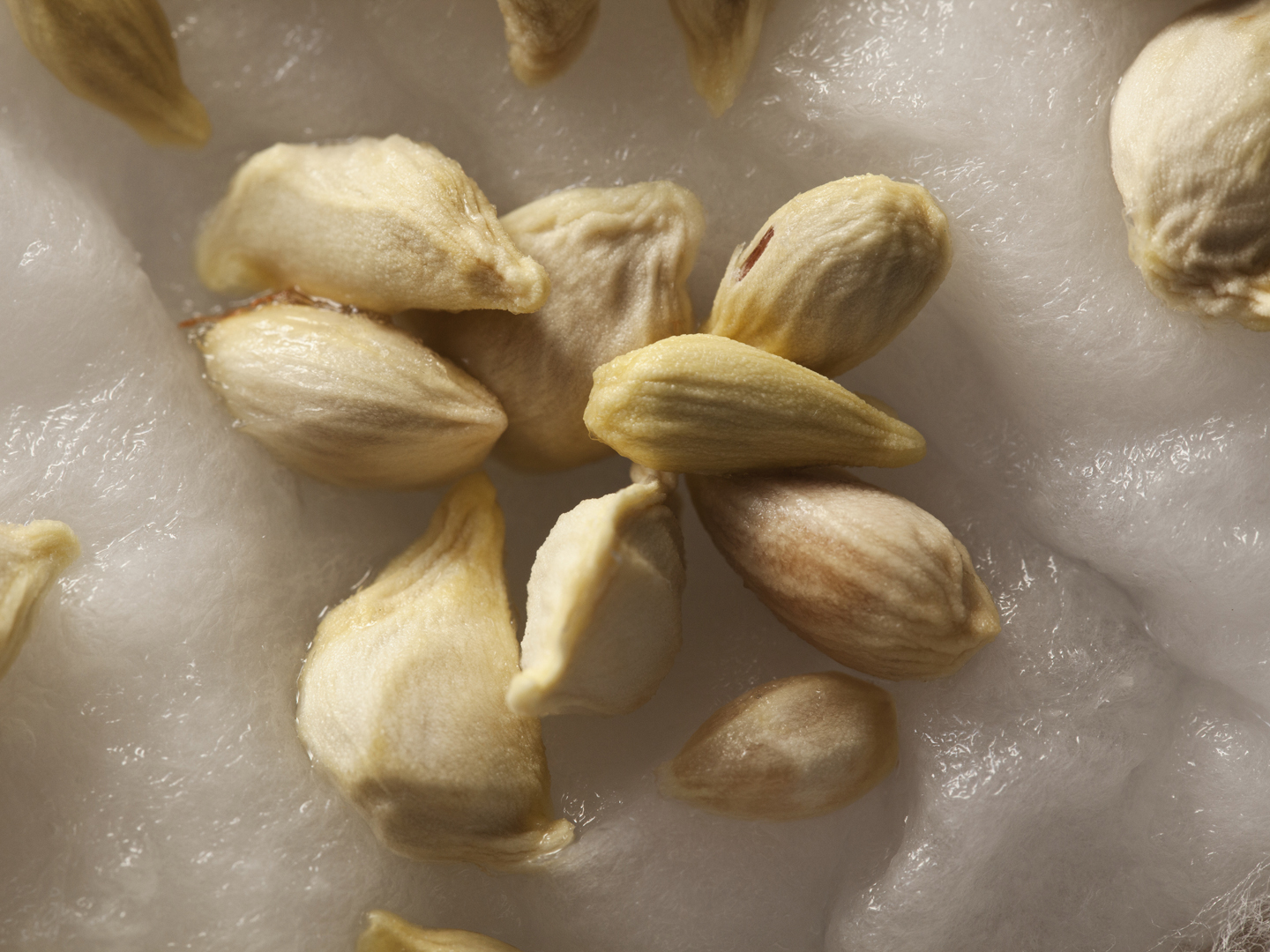 Is Grapefruit Seed Extract Any Good? Dr. Weil