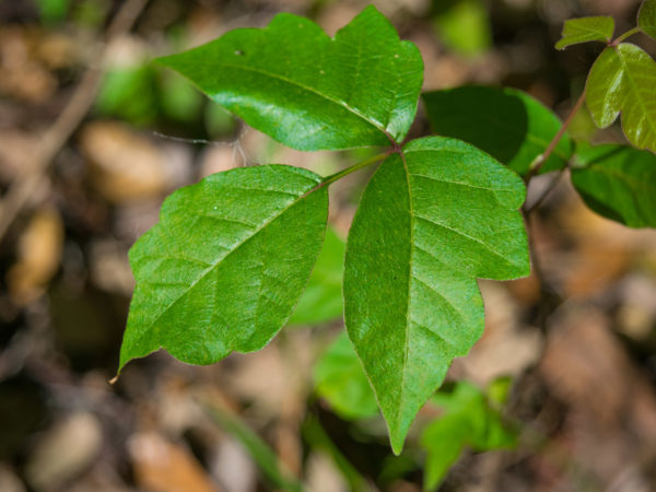 poison ivy