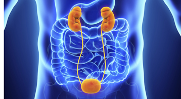 Human Kidneys Anatomy Illustration. 3D render