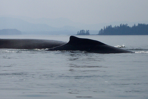 Humpback Whales