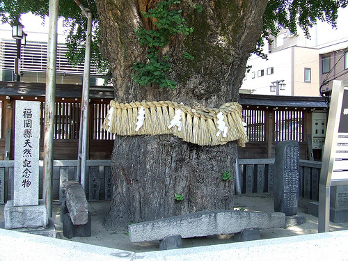 4 800-Year-Old Tree