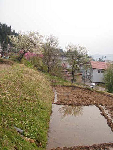 Small Rice-Seedling Pond