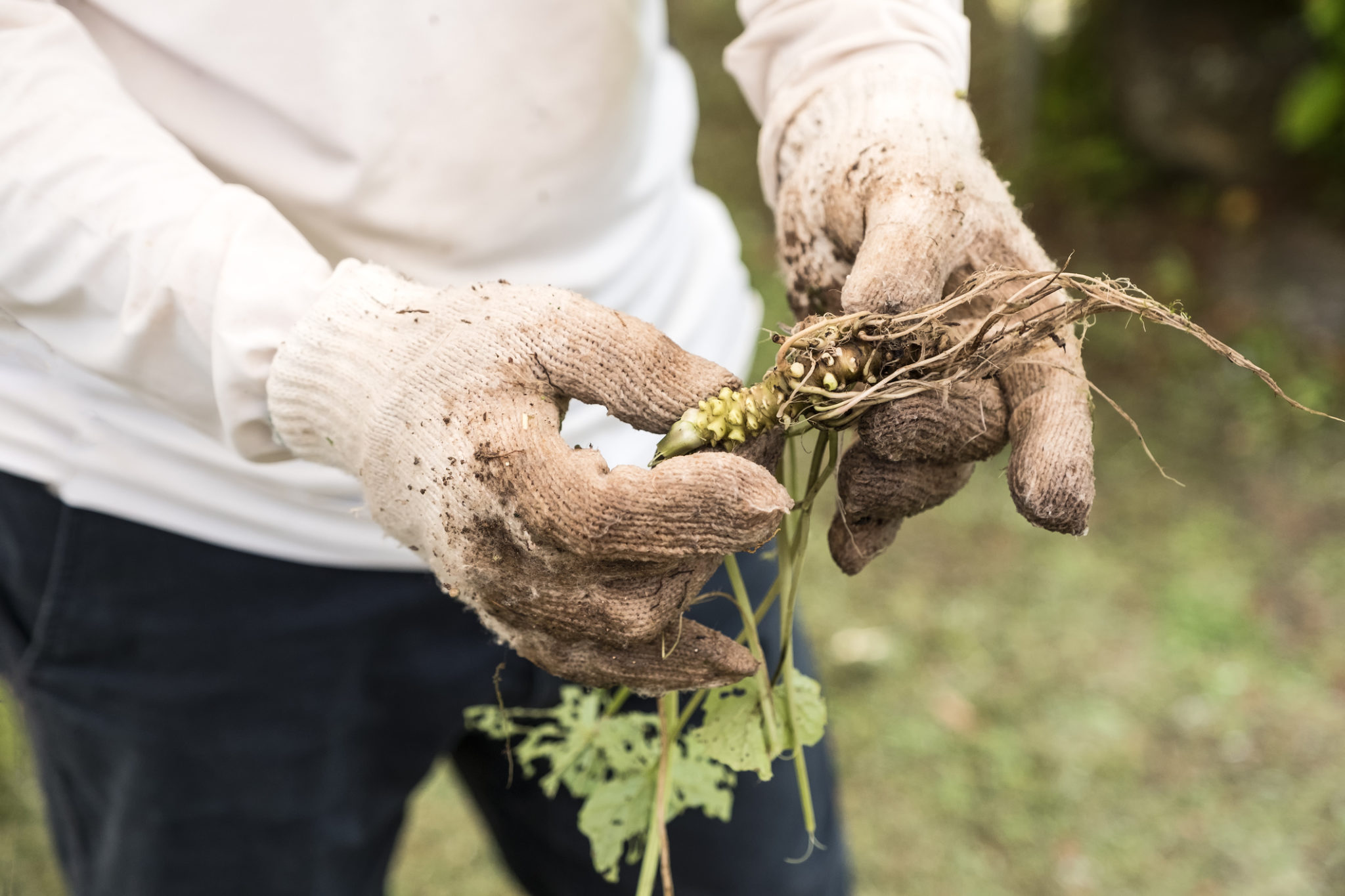 Closeup portrait of a farmer’s muddy, gloved hands holding a freshly harvested wasabi plant