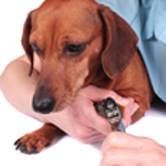dog_pedicure_QA