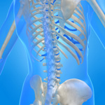 osteoporsis bones